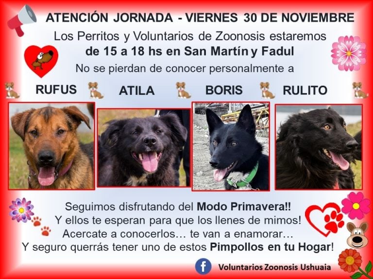 Zoonosis jornadas de adopción