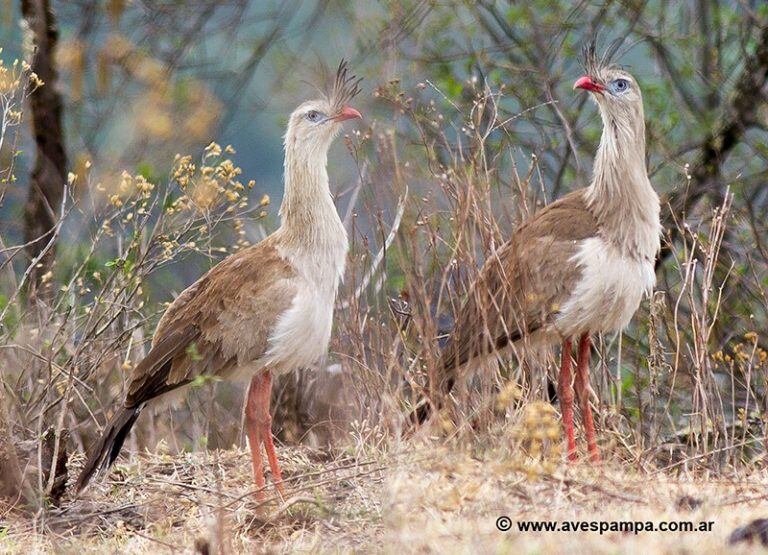 Chuña de Patas Rojas (Aves Pampa)