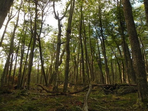 Bosques Nativos, Tolhuin