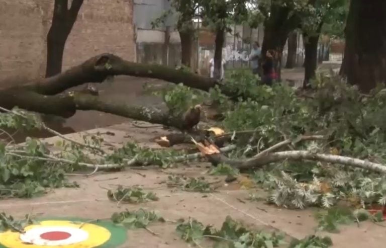 La escuela debió suspender las clases y se realizan tareas para retirar el agua y el árbol caído.