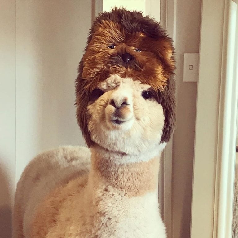 Alfie es muy popular en redes sociales. (Instagram/@alfie_the_alpaca_in_adelaide)