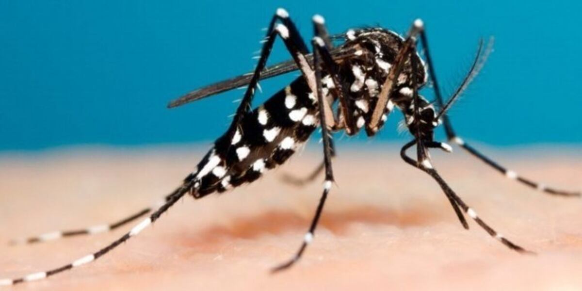 Misiones: hay infectados con un nuevo serotipo de dengue hemorrágico