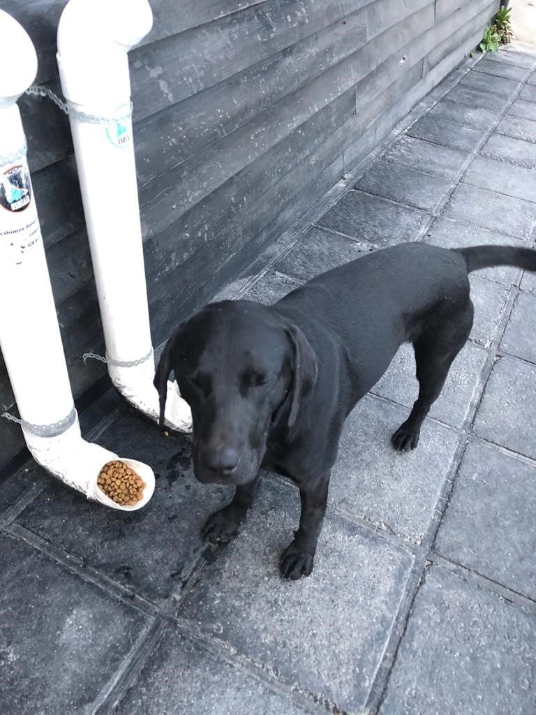 Perro en los comederos del centro de Ushuaia.