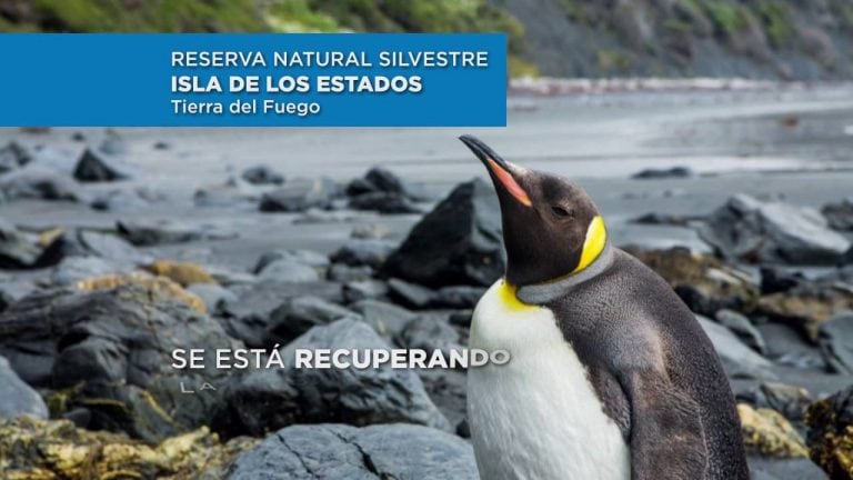 En Isla de los Estados conviven varias especies de la fauna austral.