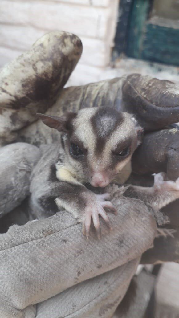 Se trata de un Petauro del Azúcar, mamífero oriundo del norte y este Australia.