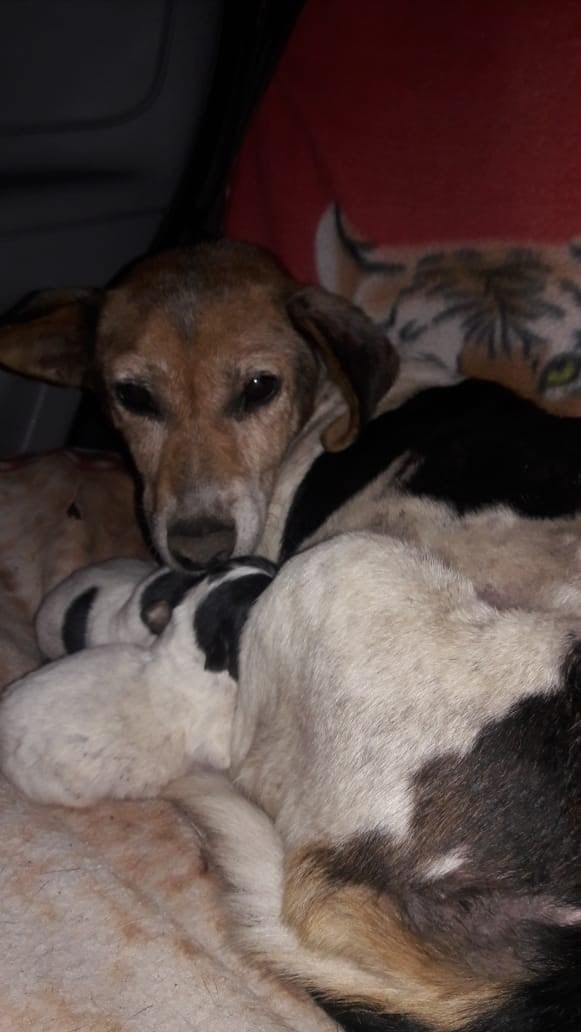 Patitas de Perros te cuenta el drama que se vive hoy con el abandono de mascotas, una realidad que duele y mucho. (Patitas de Perro)