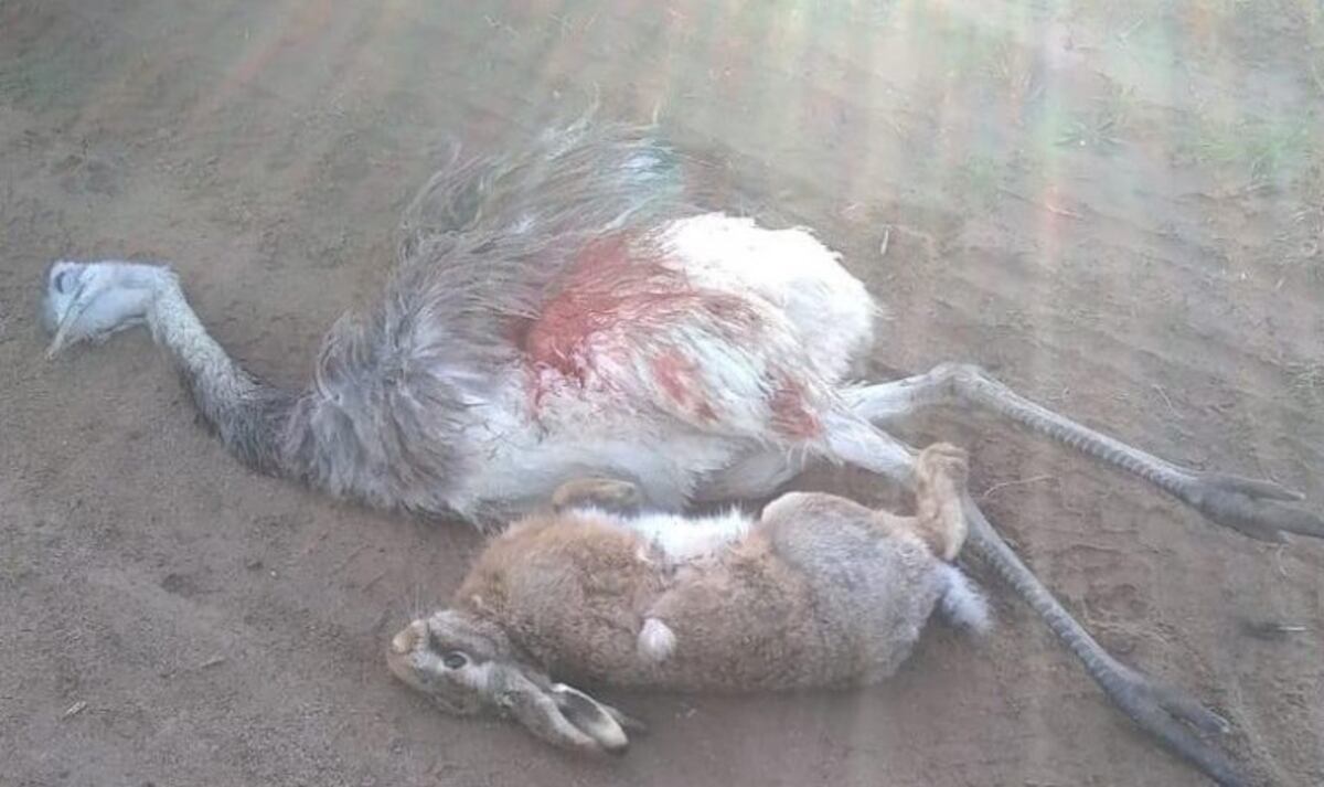 Aprehendieron cazadores furtivos en Pehuen Co