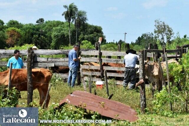 Trabajo de vacunación en la zona de Misiones donde se detectó rabia paresiante. (La Región)