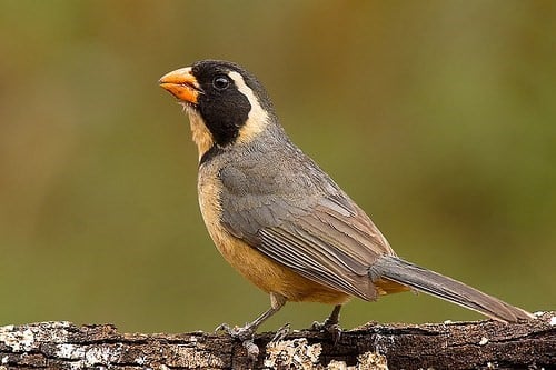 Las 15 aves más traficadas en Córdoba durante 2017.