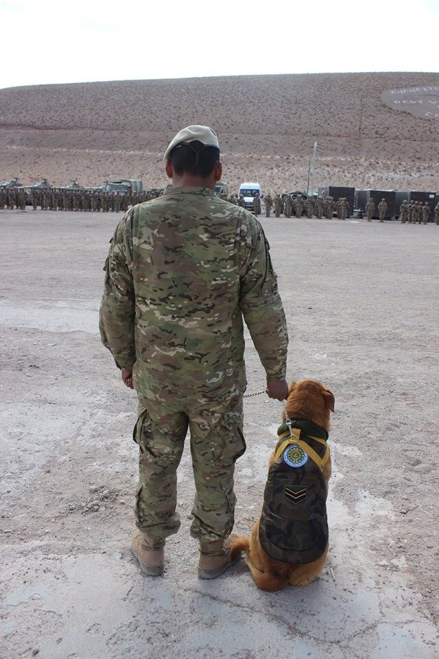 Cabo, el perro montañés. (Ejército Argentino)