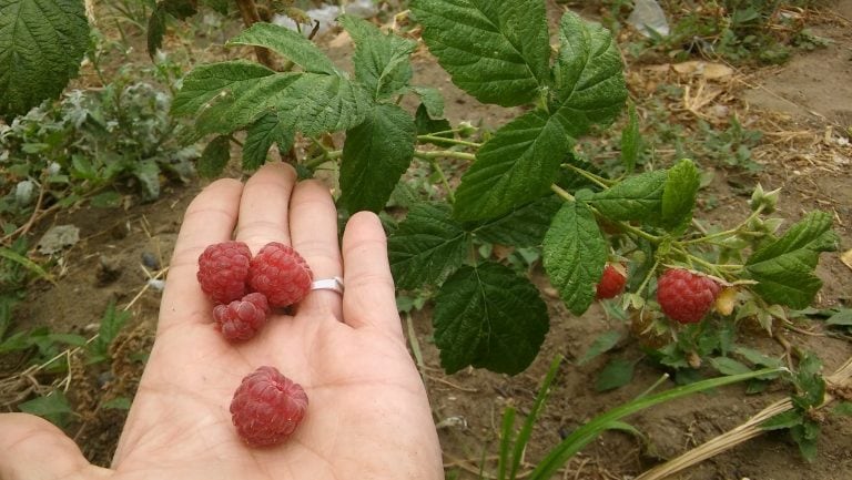 Caleta Inta huerta agroecológica