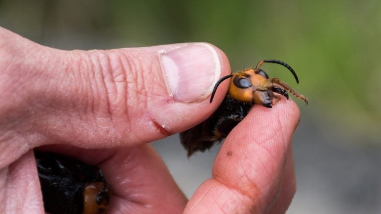 El avispón asesino que mata a las abejas (Web)