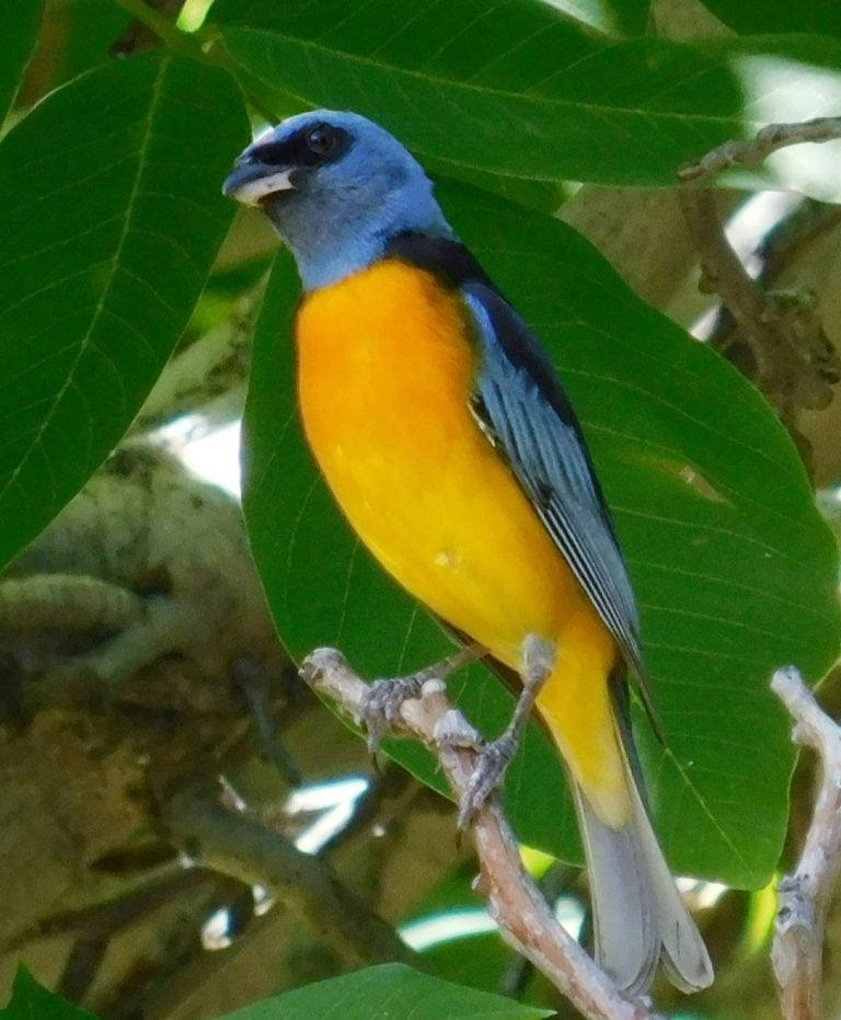 Salta lidera una vez más el ranking nacional de observación de aves (Facebook Aves Salta Club de Observadores)