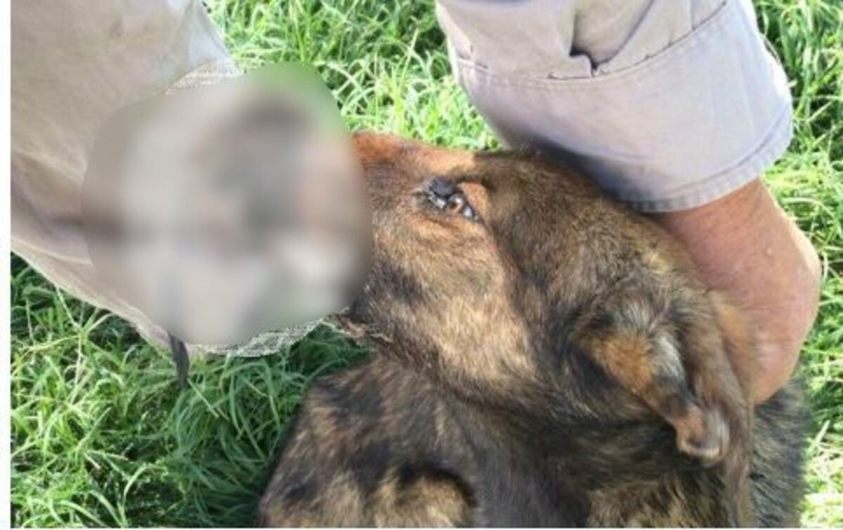 Indignante caso de maltrato animal contra una perrita en Adelia María