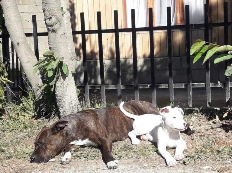 Safira, Pitbull blanca de 3 meses.