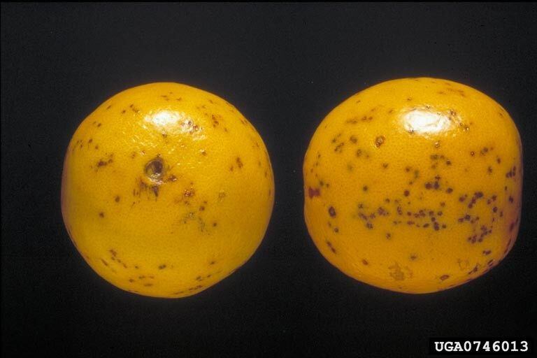 Citrus Black Spot