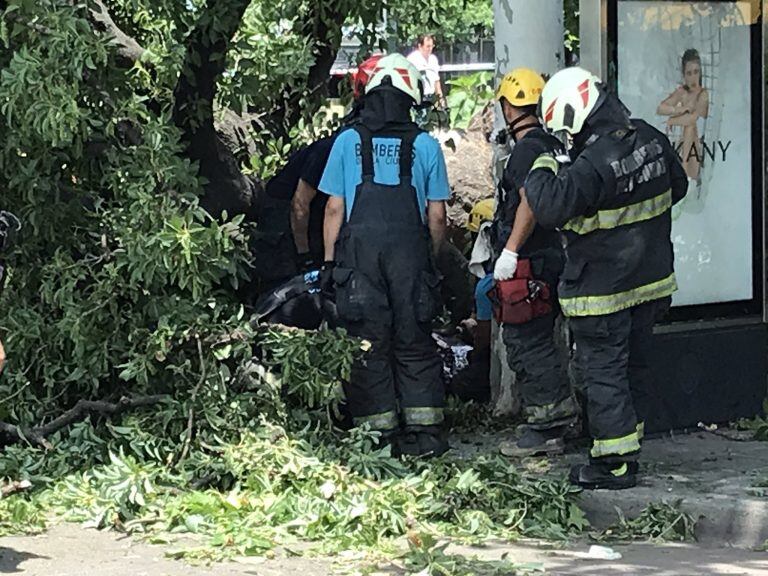 Cayó un árbol en Constitución (Twitter)