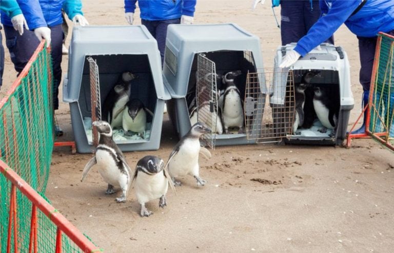 Pijuí, el pingüino que fue recuperado en Córdoba y que esta semana de mayo volvió al mar. (Foto Fundación Mundo Marino)