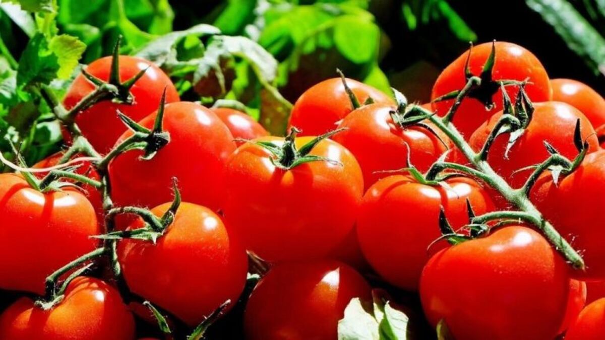 Consejos para la huerta