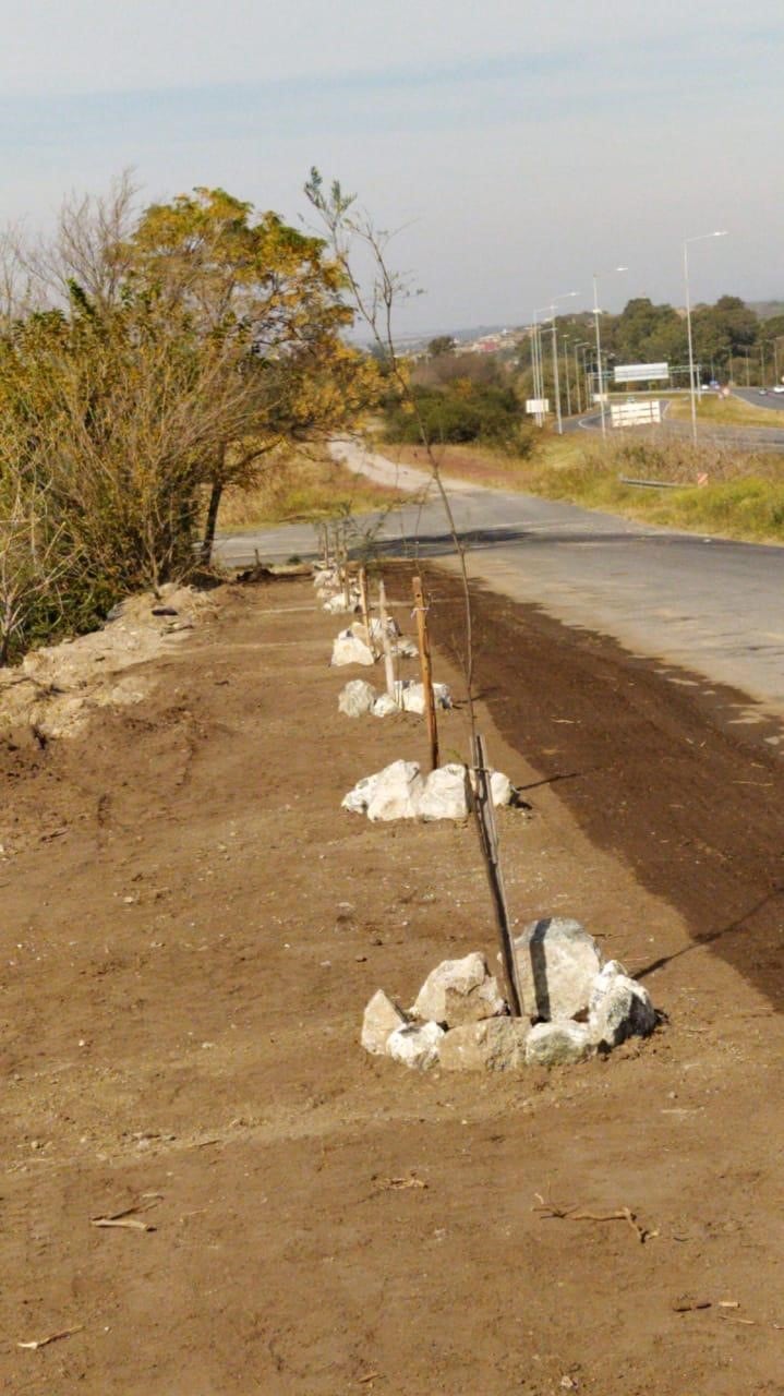 Las especies nativas son plantadas en áreas periféricas y corredores. (Foto: prensa municipal).