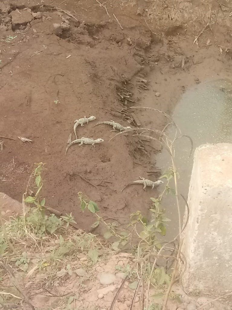 Rescataron y liberaron en su hábitat natural 21 crías de yacaré. (Policía de Salta)