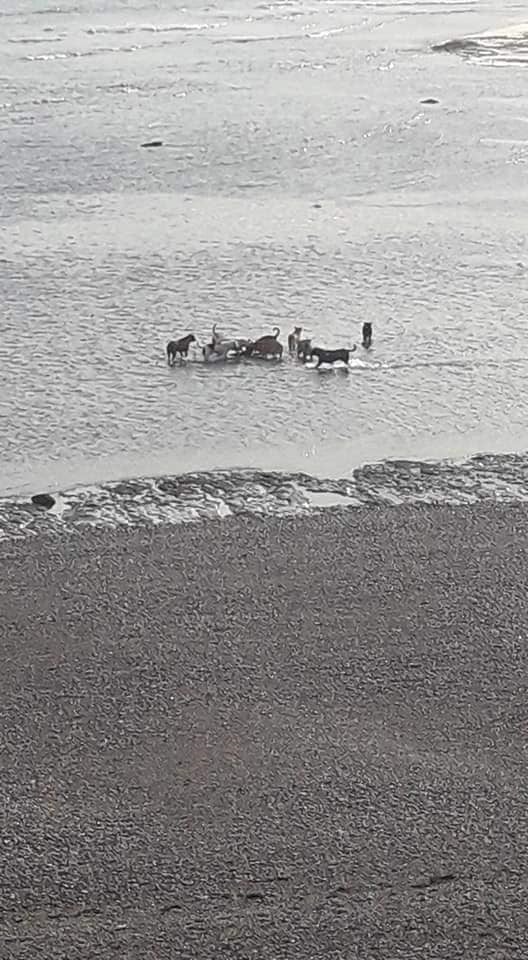 jauria ataca lobo marino