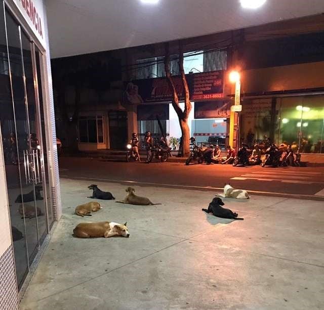 Perros esperan a su dueño toda la noche frente al hospital. (LA NACIÓN)