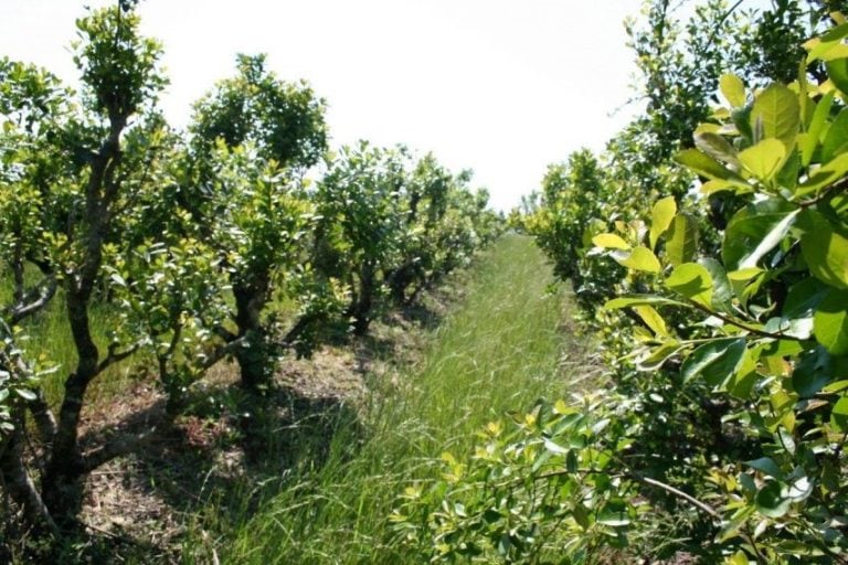 Plantación de yerba mate. Imagen ilustrativa.