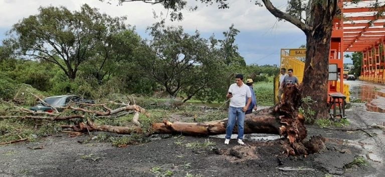 Hubo caída de árboles y daños en vehículos