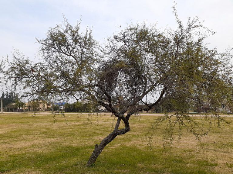 Dia del Arbol - Pueblo Belgrano
Crédito: PGB