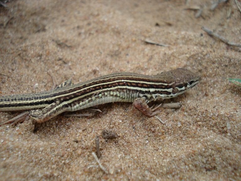 Los lagartos. Una de las especies que caracterizan la biodiversidad del nordeste argentino.