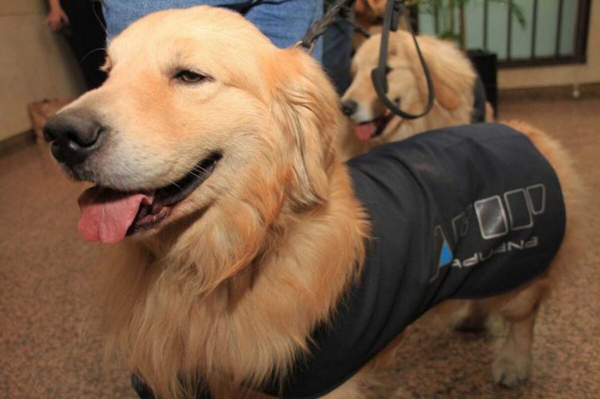 Un perro descubrió millonario contrabando en La Quiaca