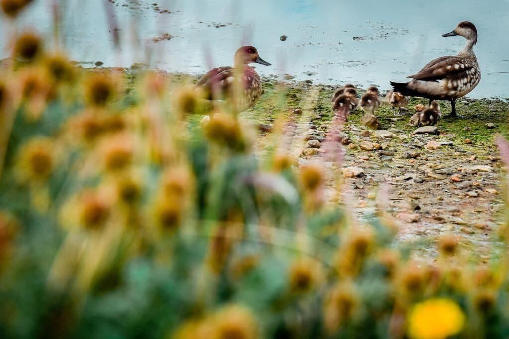 La aparición de algas verdes en las aguas de la Bahía Encerrada sorprendió a Ushuaia