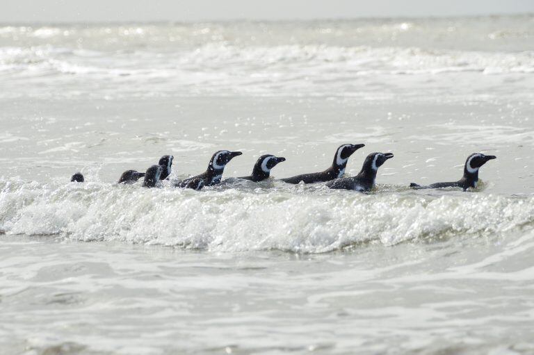 Así fue liberado Pijuí, el pingüino rescatado en una casa de Córdoba, en Santa Rosa de Calamuchita. (Fundación Mundo Marino)