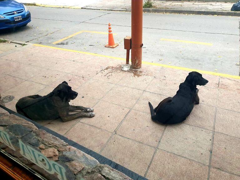 Chicle y Toro, los amigos entrañables "autorizados a circular" en la vía pública. (Foto: archivo / gentileza Ipad).