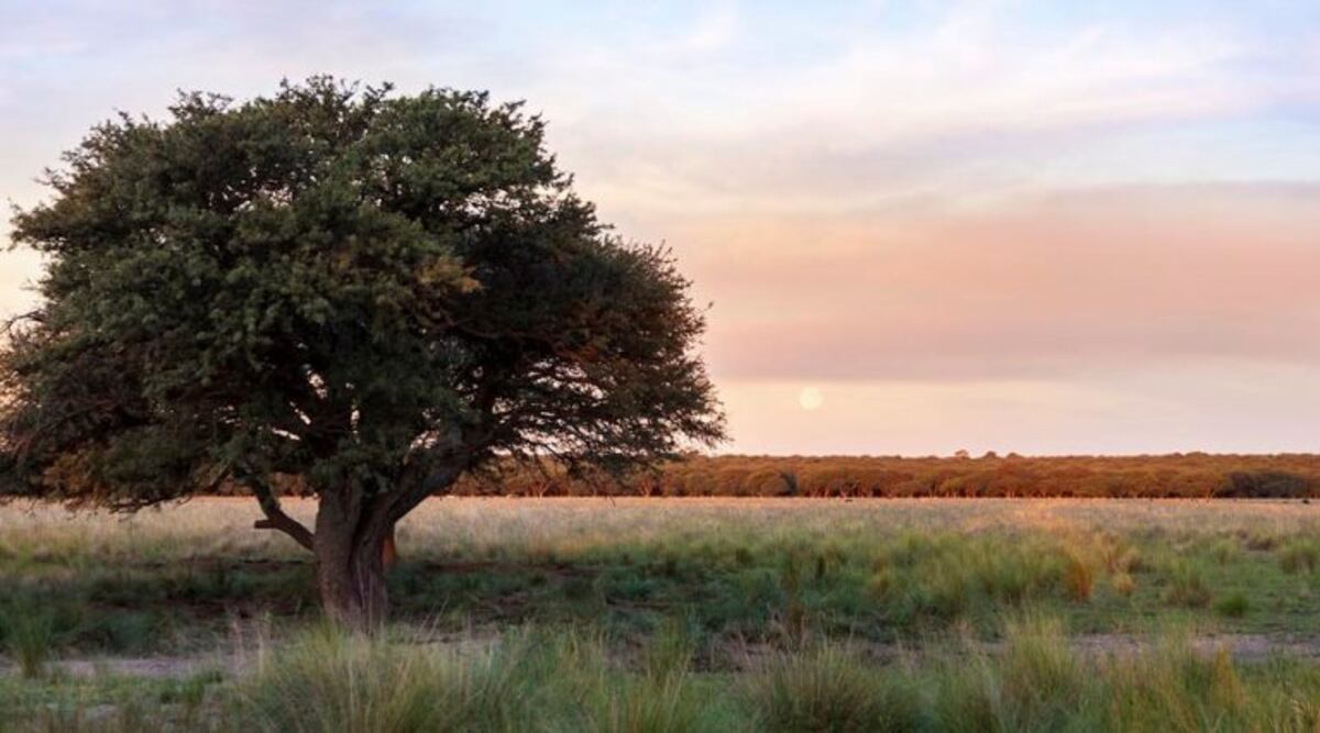 El Gobierno pampeano busca proteger el bosque de Caldén creando un Parque Nacional