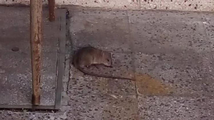 Una rata viva en una sala con nenes de tres años (Foto: Infobae).