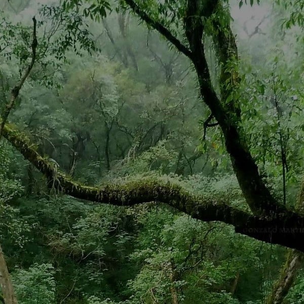 Selva Las Yungas Tucumanas