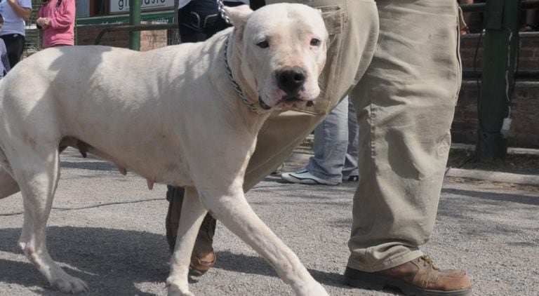 El perro se había criado desde cachorro con la familia de la niña