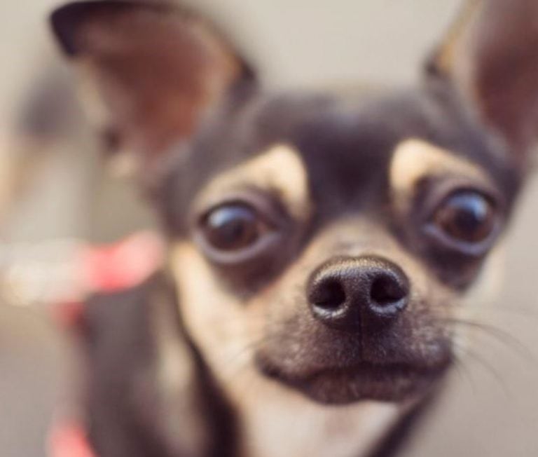 Descubren qué función cumple la nariz de los perros (Foto: Lobito/ph: Cloe Blondel)