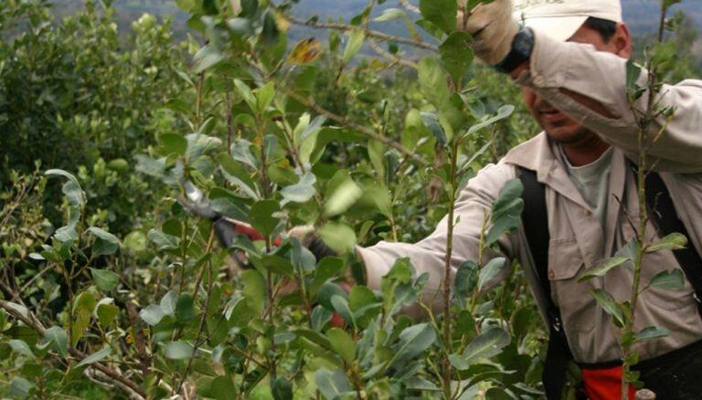 Se realizará en Eldorado la Primera Jornada de Divulgación Científica de Producción de Yerba Mate.