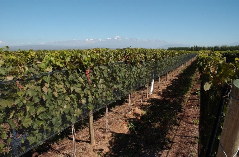 Viñedos de la bodega Chakana, que participará de Feria de Vinos Orgánicos y Sustentables (Foto: Gentileza Feria)