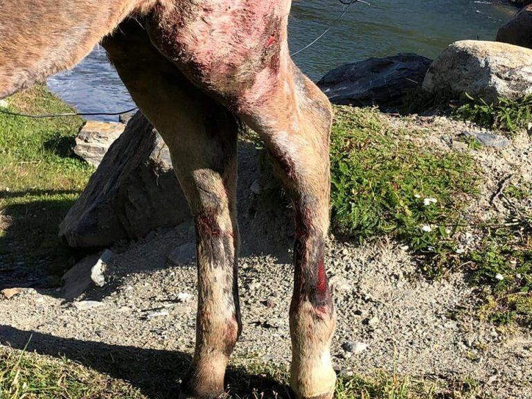 Rescate de caballo. Bomberos Voluntarios de Ushuaia.