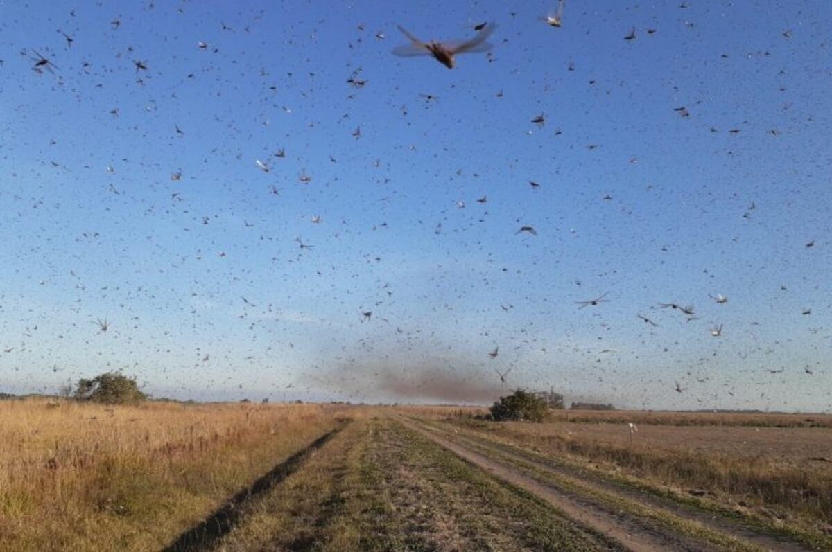 Lanzan alerta en Córdoba por el acecho de una manga de langostas