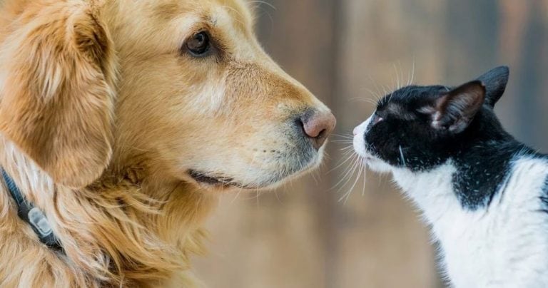 Perro y gato, imagen ilustrativa (Foto:iStock)