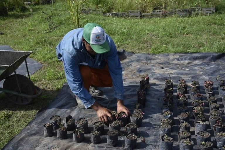 Programa de reforestación en Tafí Viejo (Municipalidad de Tafí Viejo)