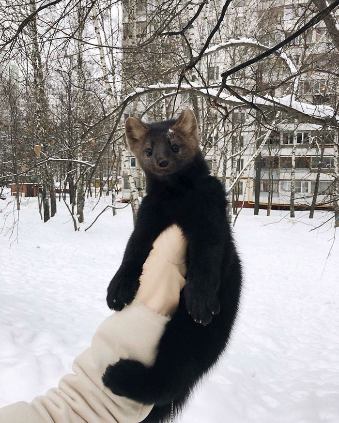 Zhenya publica regularmente fotos y vídeos de Umora en sus redes sociales.  (Instagram/@russian_sable)