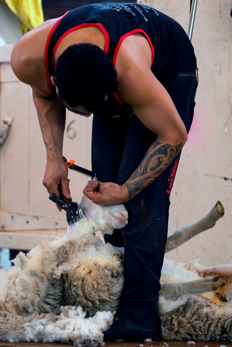 Industria de lana virgen en Malvinas