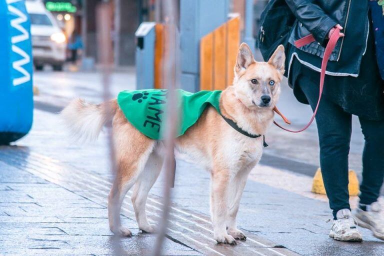 Perros en adopción responsable - Zoonosis Ushuaia