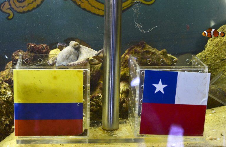 El pulpo Paul se encargó de pronosticar los resultados para los partidos de Brasil 2014. AFP PHOTO/Luis Acosta